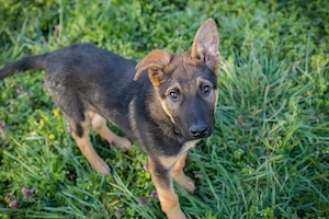 *WOOZLE GOOZLE* - der Welpe ist fröhlich und freundlich