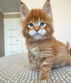 Prächtiges reinrassiges Maine-Coon-Kätzchen (männlich).