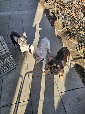 Französische Bulldogge Bulldoggen 4 bis 5 gegen Schutzgebühr 