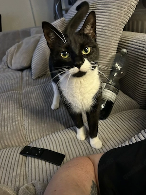 geschwisterkatzen abzugeben