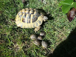 Griechische Landschildkröte Männchen 2007