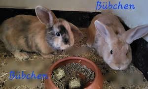 Liebe Zwergwidder Bübchen 