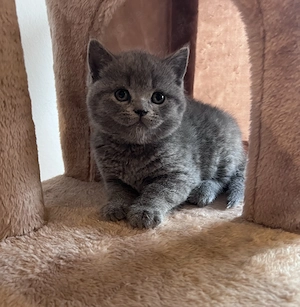 Britisch Kurzhaar Kitten 