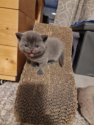 BKH Kitten reinrassig 