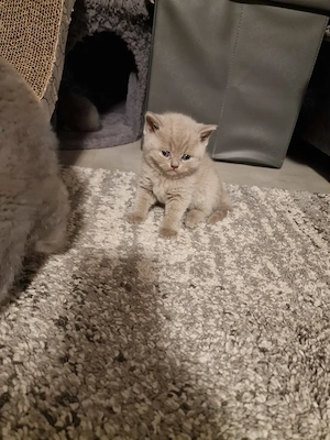 BKH Kitten reinrassig 