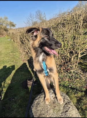 Teddy sucht ein neues Zuhause  Bild 4