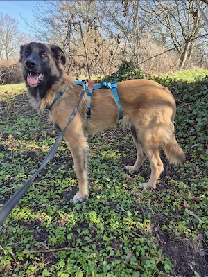 Teddy sucht ein neues Zuhause  Bild 3