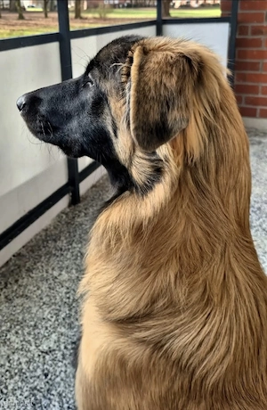 Teddy sucht ein neues Zuhause  Bild 7