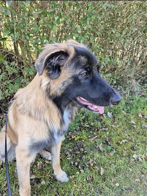 Teddy sucht ein neues Zuhause  Bild 2