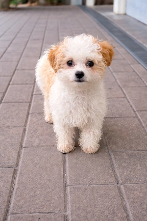 Maltipoo abzugeben 