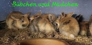 Super süße Zwergwidder Bübchen und Mädchen 