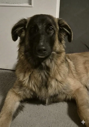 Teddy sucht ein neues Zuhause  Bild 8