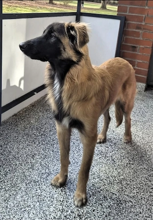 Teddy sucht ein neues Zuhause  Bild 9