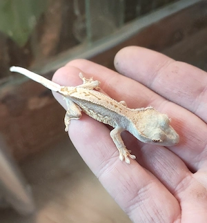 Kornengecko Nachzucht 