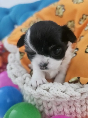Wunderschöne Chihuahua Babys mit Ahnentafel**