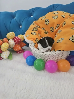 Wunderschöne Chihuahua Babys mit Ahnentafel**