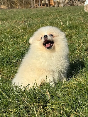 Pomeranian zwergspitz   Reinrassige Welpen