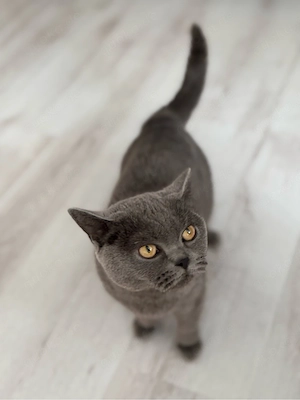 Bkh Britisch Kurzhaar