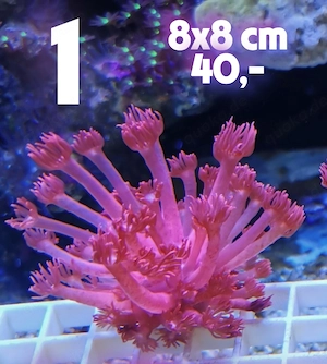 Meerwasser Korallen-Ableger !!! EXPRESSVERSAND !!!