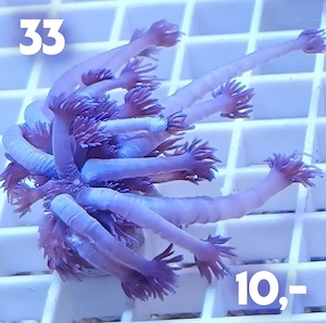 Meerwasser Korallen Ableger Bild 6