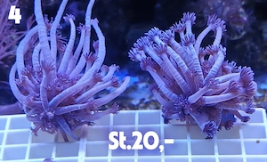 Meerwasser Korallen Ableger  !!!EXPRESSVERSAND!!!