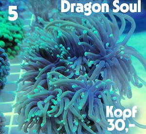 Meerwasser Korallen-Ableger !!! EXPRESSVERSAND !!!