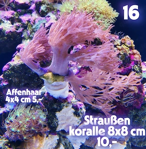Meerwasser Korallen Ableger Bild 10
