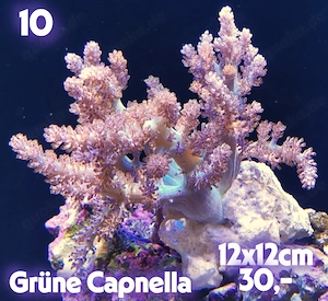 Meerwasser Korallen Ableger  !!!EXPRESSVERSAND!!!