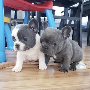  Zuckersüße Französische Bulldoggen Welpen mit Ahnentafel