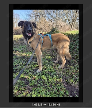 Teddy sucht ein neues Zuhause 