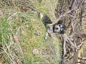 Traumhafter Zwergpudel abzugeben 