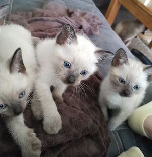 Reinrassige Siam Kitten 