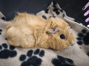 männliche Meerschweinchen Babys 