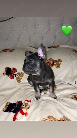 Liebevoll aufgezogene Französische Bulldoggen Welpen 