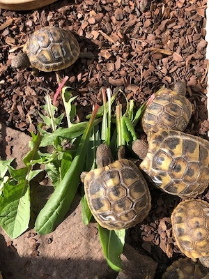 Griechische Landschildkröten Babys NZ 2025