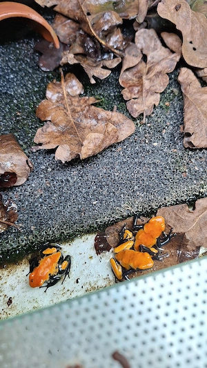 Dendrobaten (Pfeilgiftfrosch) in 31226 Peine