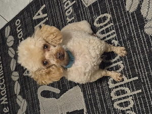 Toypudel Rüde 6Jahre