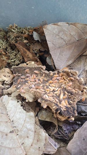 Kubaasseln, Bodenpolizei und Futtertier in einem