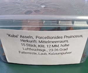Kubaasseln, Bodenpolizei und Futtertier in einem Bild 2