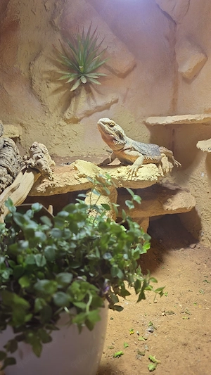 Bartagamen weibchen 7j