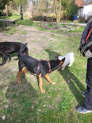 Junge  Schäfi-Mix-Hündin vom Tierschutz  Bild 2
