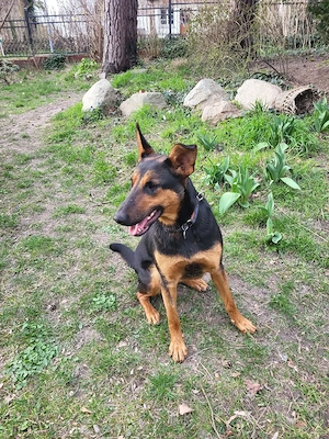 Junge  Schäfi-Mix-Hündin vom Tierschutz  Bild 5
