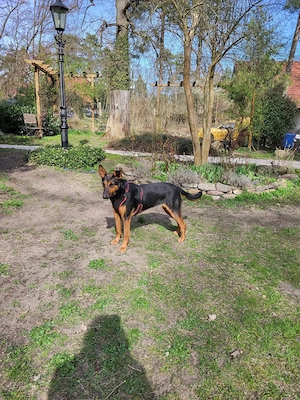Junge  Schäfi-Mix-Hündin vom Tierschutz  Bild 6