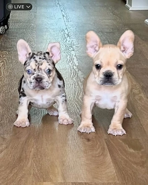 Französische Bulldoggenwelpen suchen ein liebevolles Zuhause.