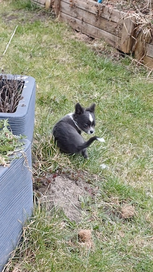 Langhaar chihuahua Welpen 