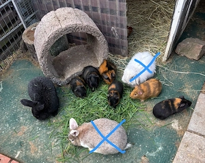 Stall Hasen zu verkaufen 