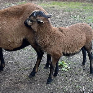 Kamerunschafe, Bocklämmer, Lammbock