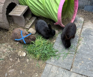 Stall Hasen zu verkaufen 