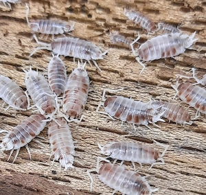 Asseln   Porcellionides pruinosus Kubanische Asseln Koi