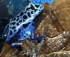 0,2 Dendrobates tinctorius azureus (die beiden letzten)